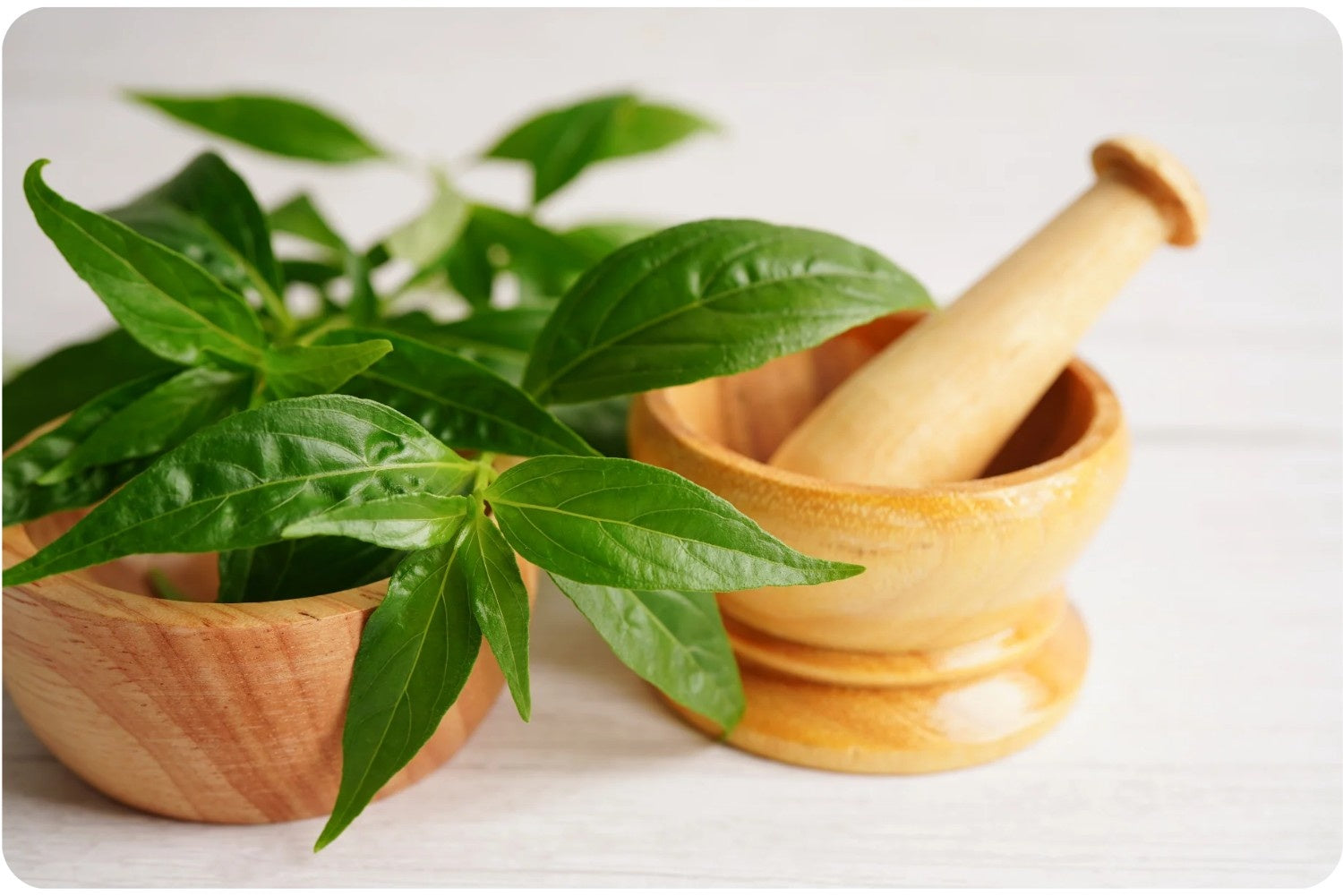 Andrographis paniculata Extract