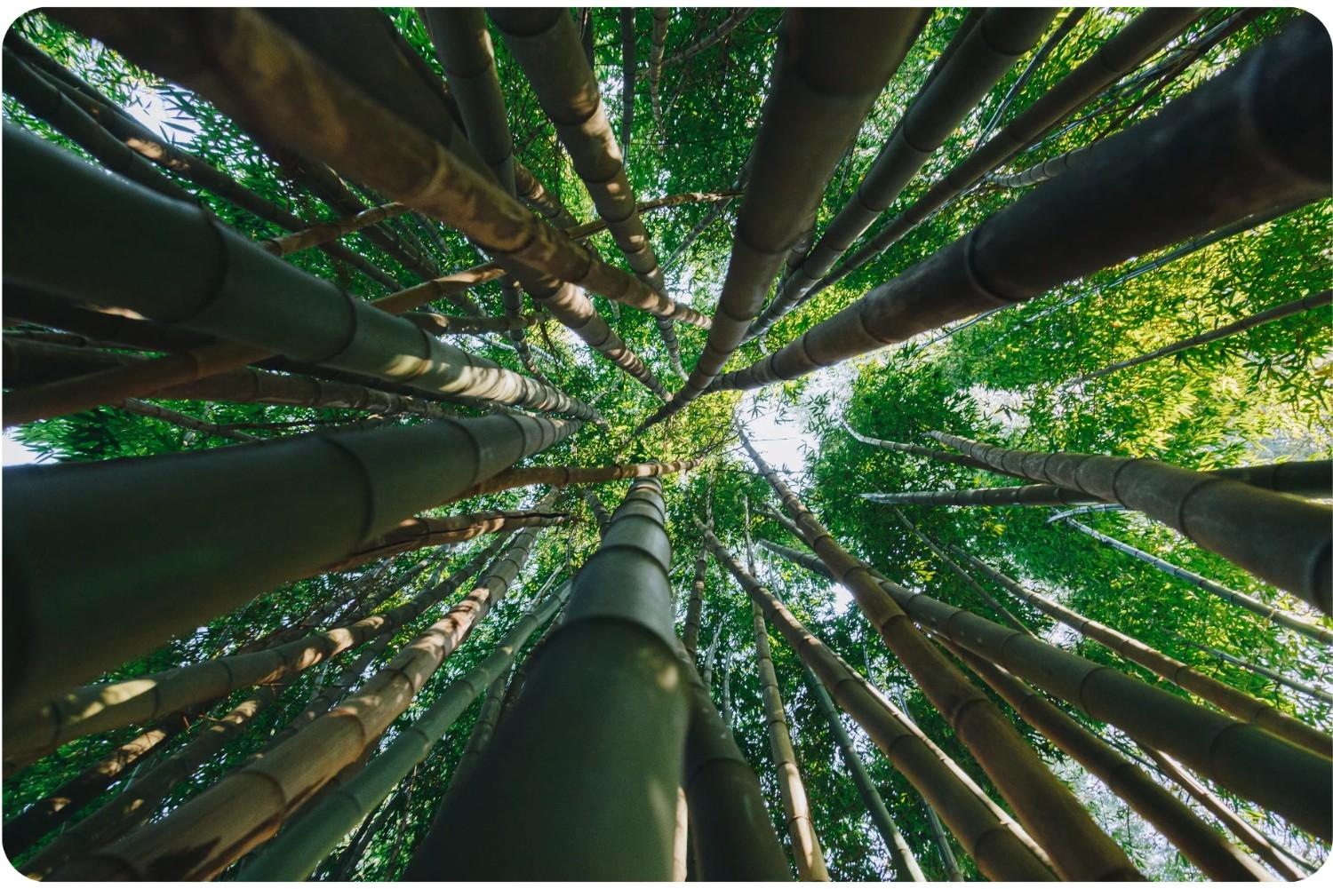 Bamboo Extract (70% silica)