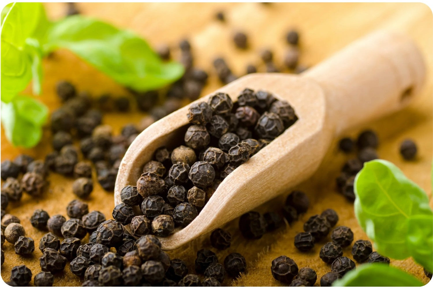 Black Pepper Extract