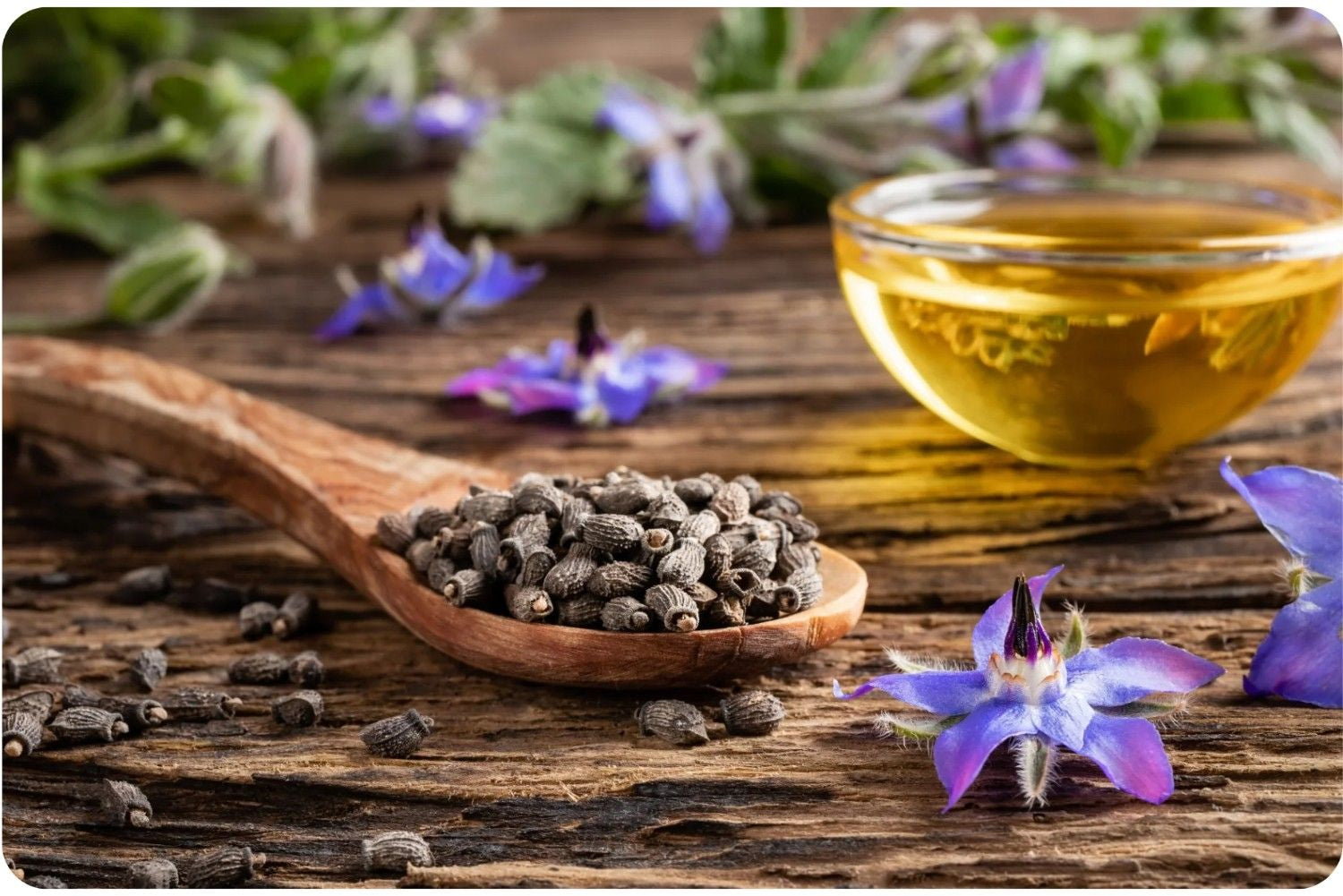 GLA (Borage Oil Powder 20% GLA)