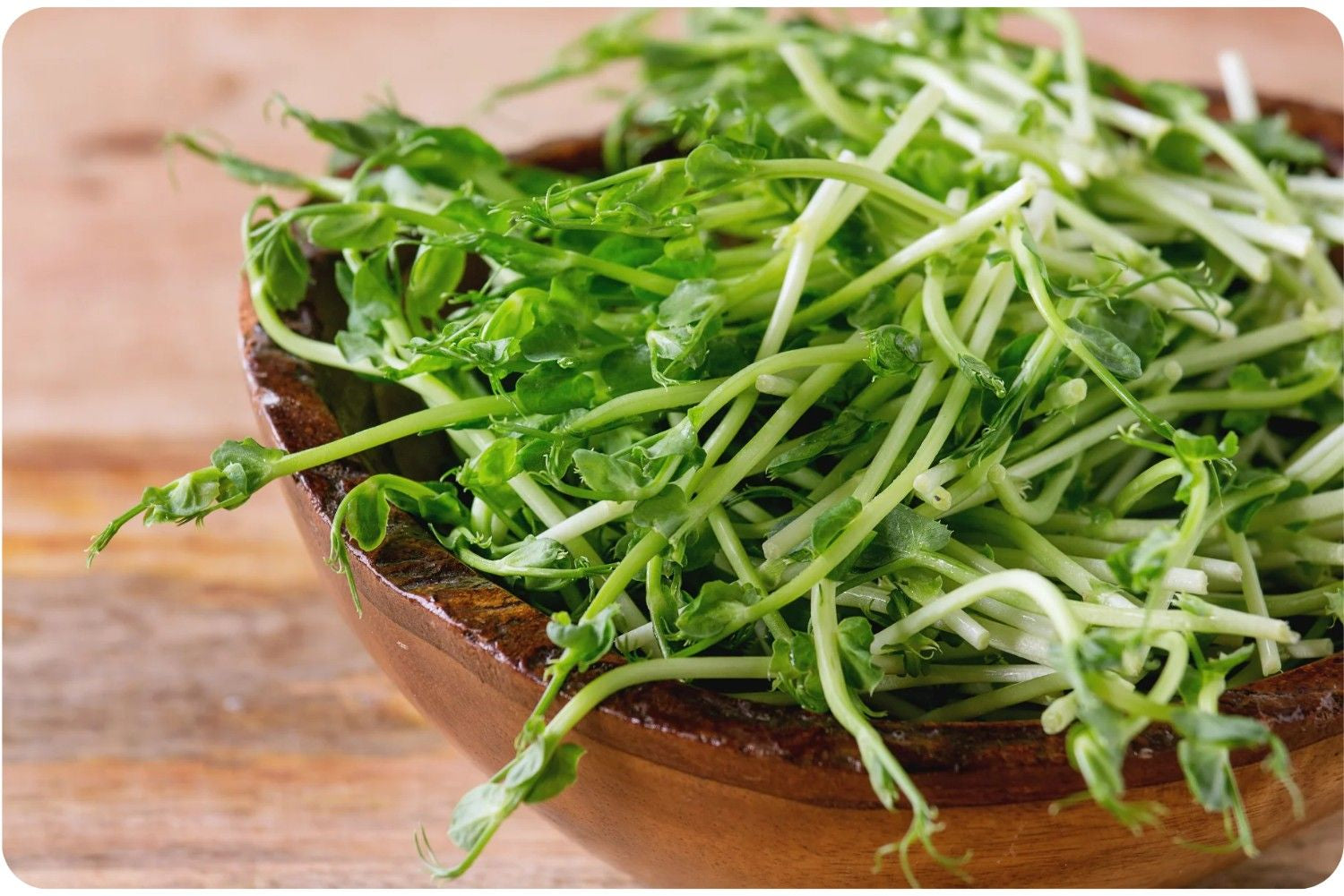 Pea Sprout Extract